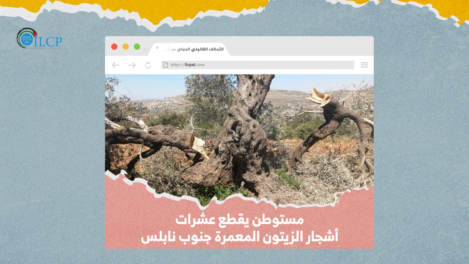 مستوطن يقطع عشرات أشجار الزيتون المعمرة جنوب نابلس